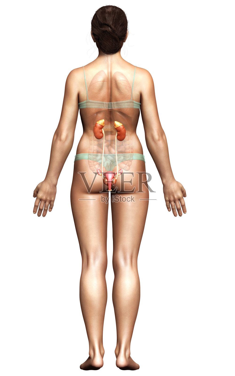 3d渲染，医学上准确的女性肾脏的插图照片摄影图片