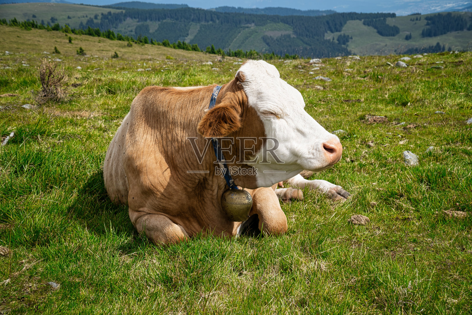 牧场上的奶牛照片摄影图片