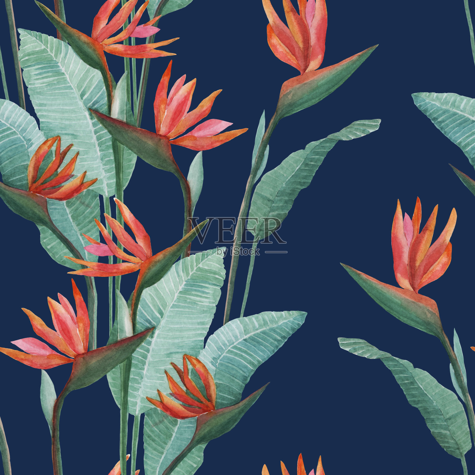 鹤望兰热带花朵。无缝的水彩模式。插画图片素材