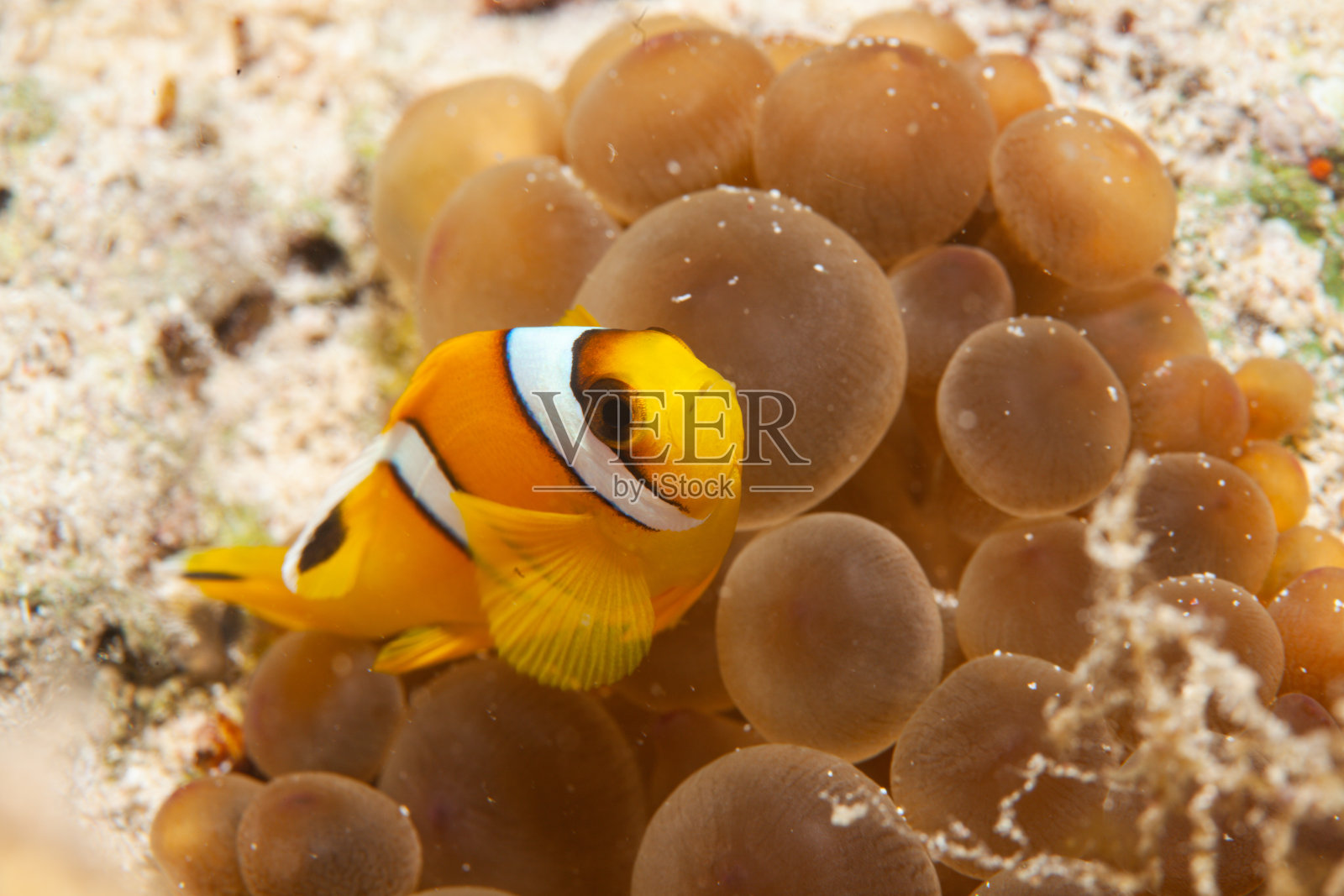 热带咸水珊瑚园中的小丑鱼、海葵鱼照片摄影图片