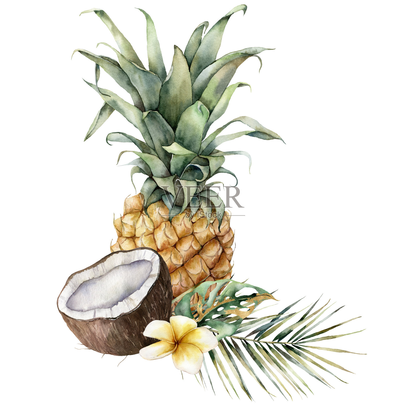 热带水果水彩画组成。手绘卡片，菠萝，椰子，鸡蛋花和棕榈叶孤立在白色的背景。花卉和食物插图设计，印刷，背景。插画图片素材