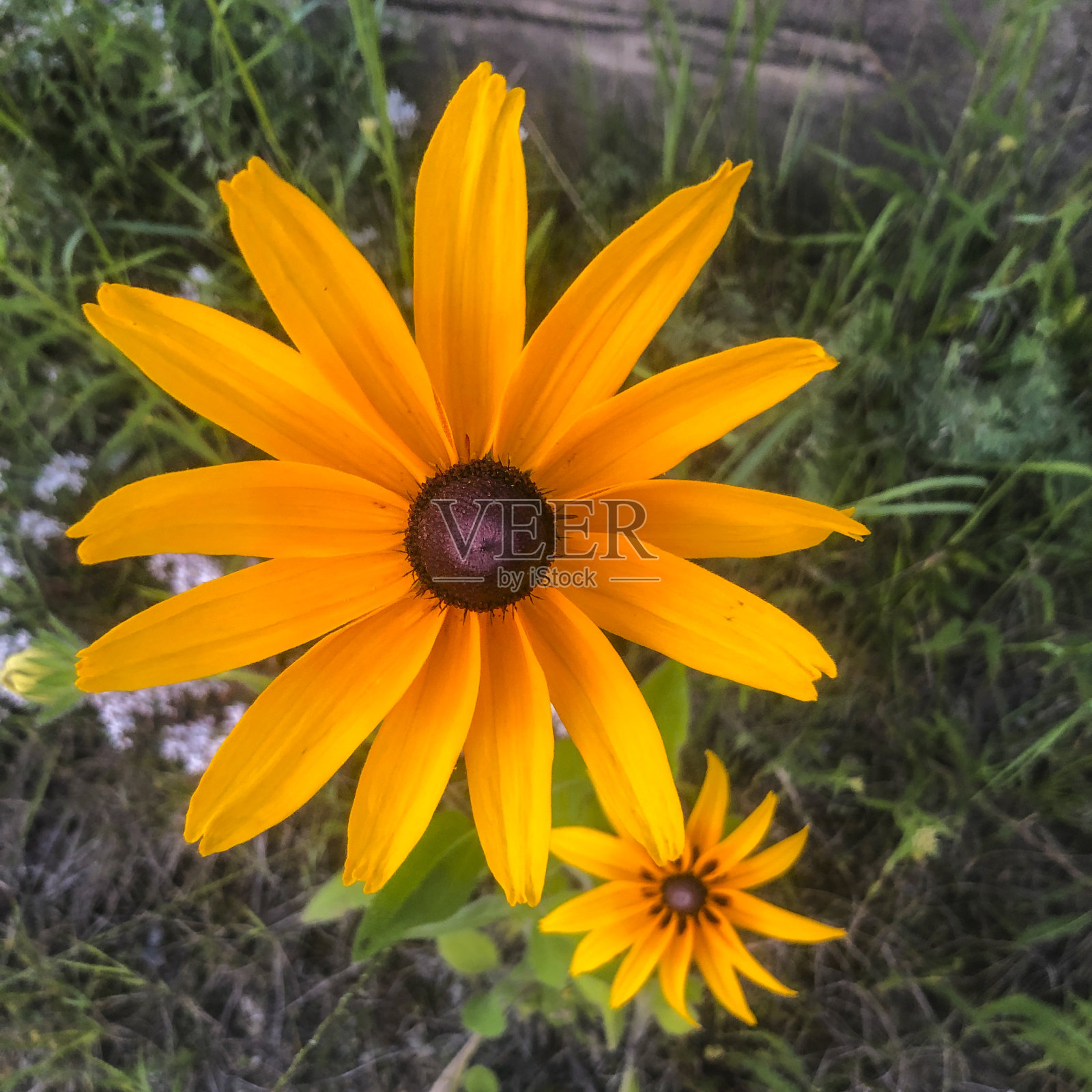 自然背景上的紫锥菊黄色花朵照片摄影图片