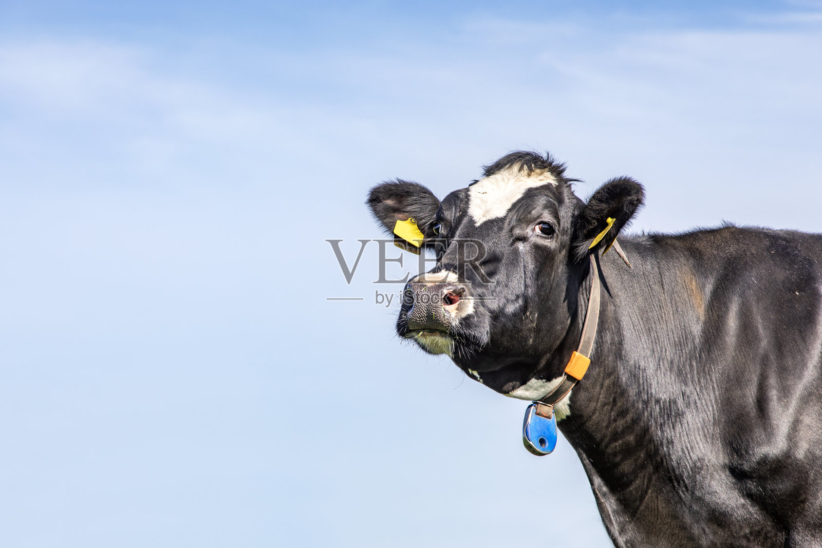 看看周围的角落，接近一头牛的头与黄色耳标签，看着友好与她的下巴抬高，黑色和白色，和蓝色的背景与复制空间照片摄影图片