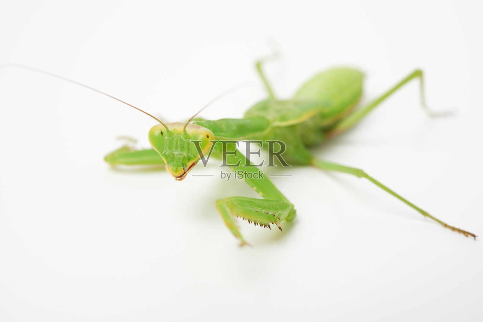 年轻的绿色螳螂在白色的背景看着相机照片摄影图片