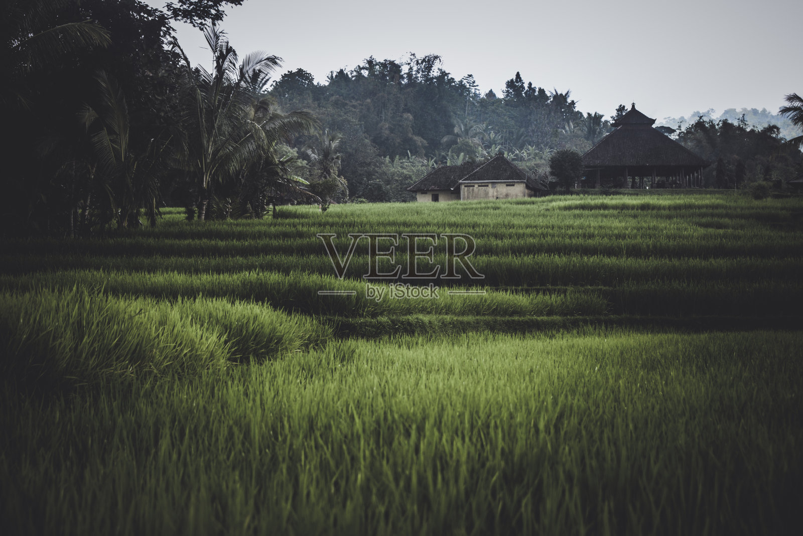 印度尼西亚巴厘岛的稻田照片摄影图片