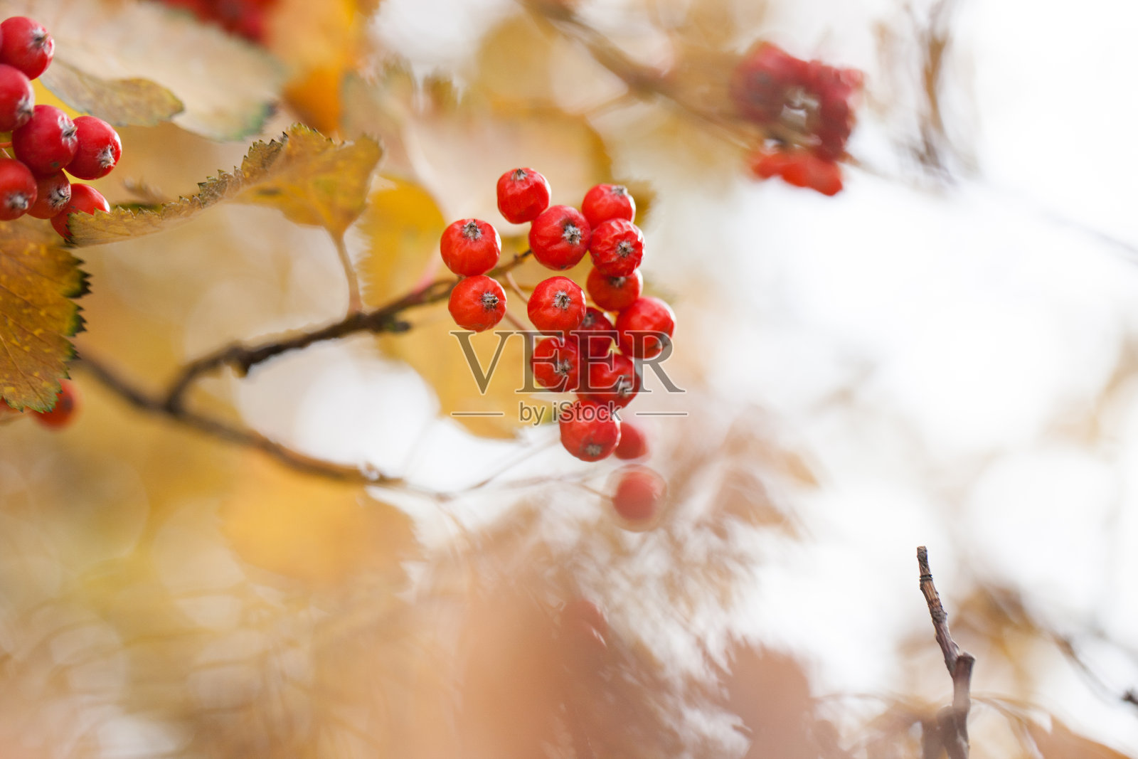 花园里的红色荚蒾枝。在秋天，荚果和叶子在户外。一束红色荚蒾浆果在树枝上。照片摄影图片