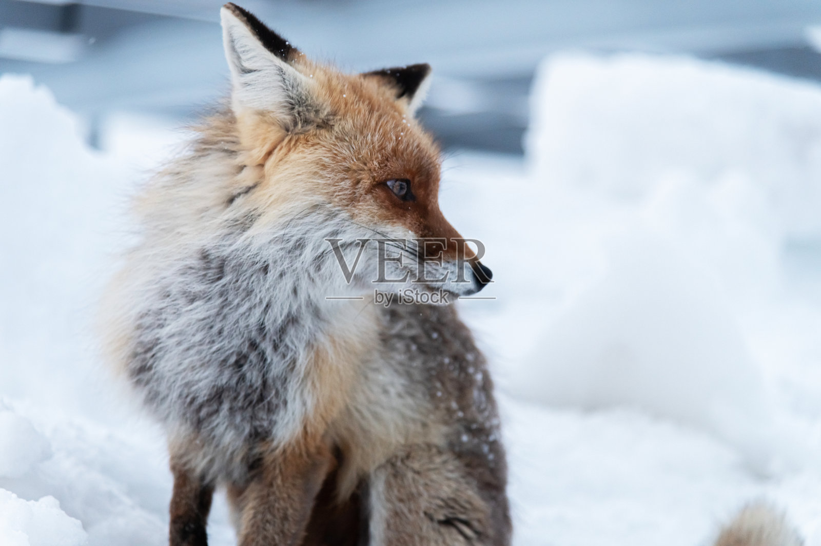 一只近距离的红狐坐在雪地里，背景是金属结构。生活在人类身边的野生狐狸的概念照片摄影图片