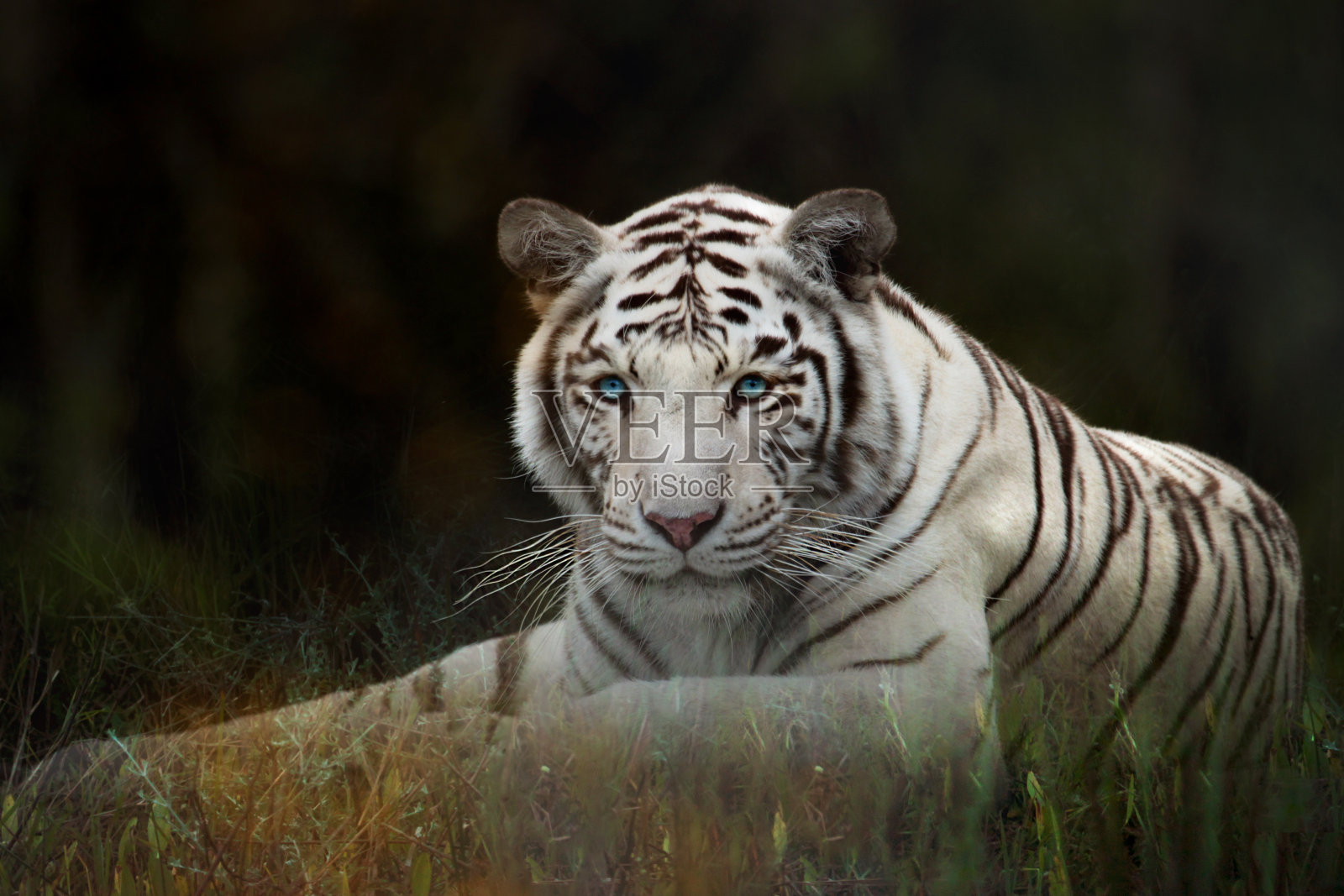 照片处理白虎或漂白老虎。照片摄影图片