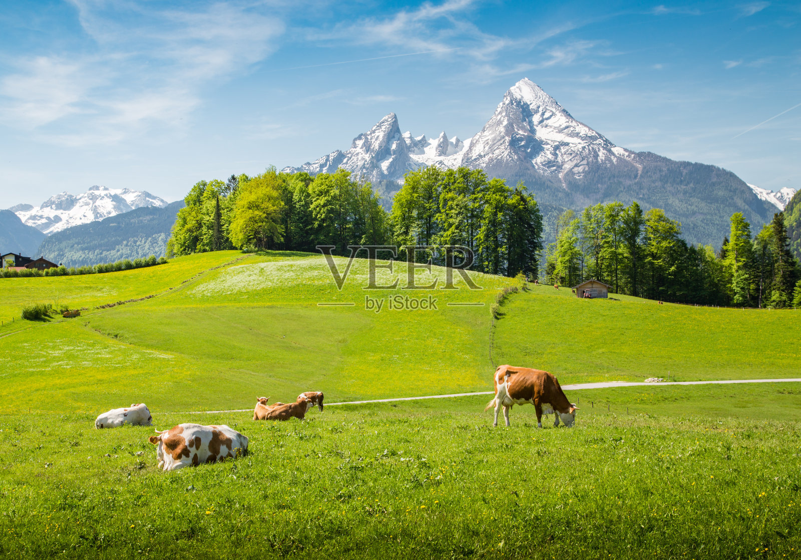阿尔卑斯山上牧牛的田园夏日景色照片摄影图片