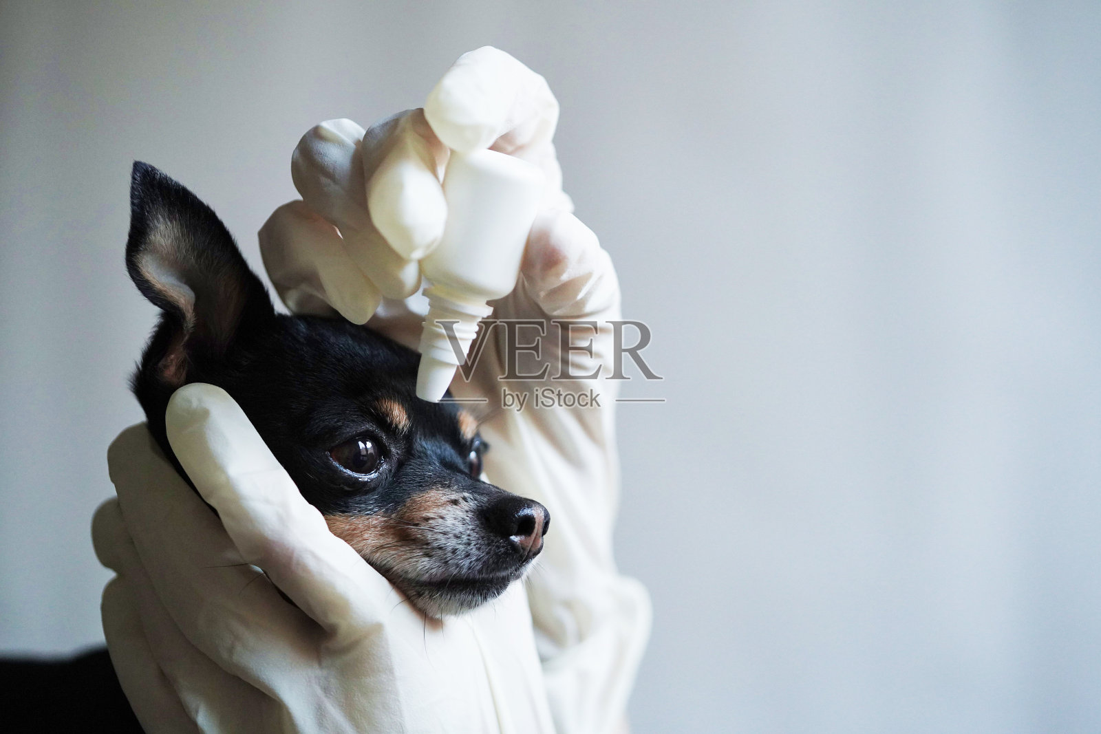 特写，兽医戴着白色医用手套滴眼睛给诊所里的小黑玩具梗犬。副本的空间。照片摄影图片
