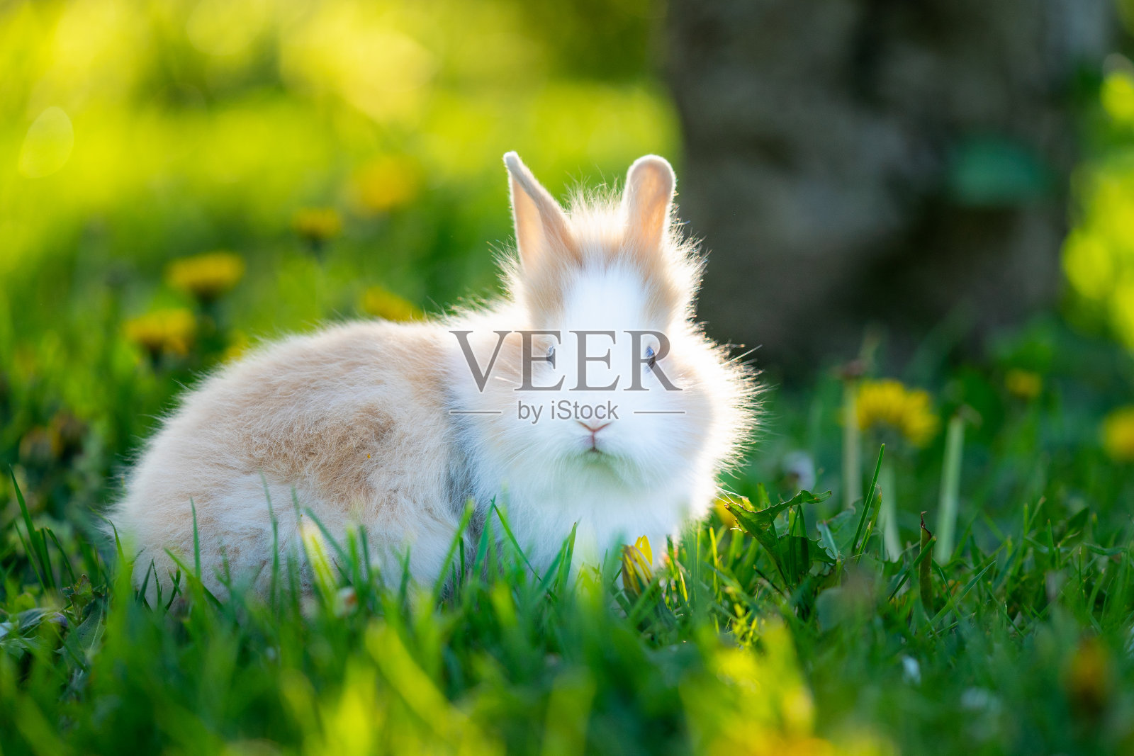 绿草地上有斑点的小兔子。户外宠物动物。照片摄影图片