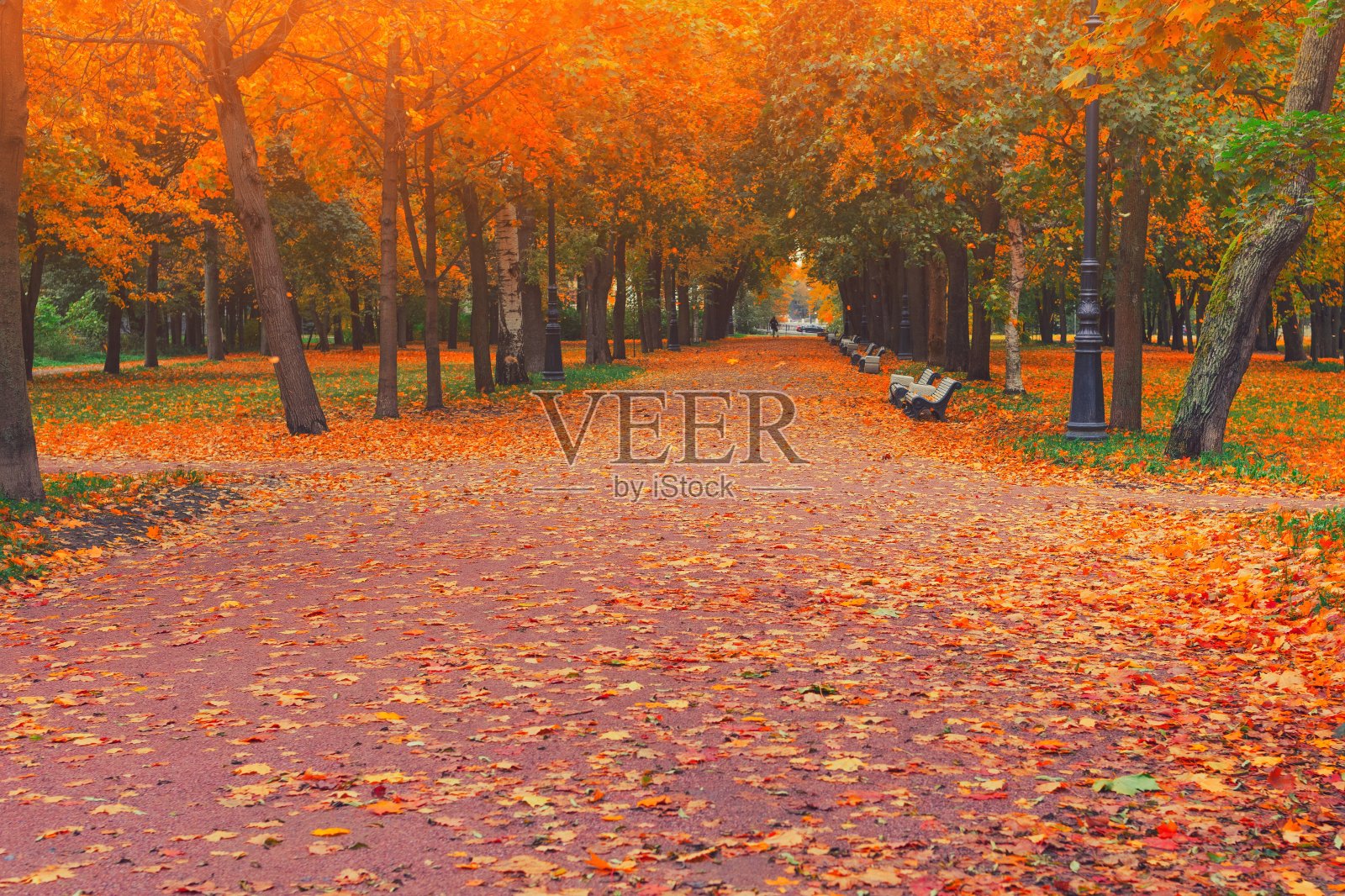 秋天公园小巷路在城市景观。在十月的天气里，人们走在金色树叶和树木的秋天公园的小路上。美丽的秋天的公园。美丽的自然秋天的景色。森林在9月。照片摄影图片