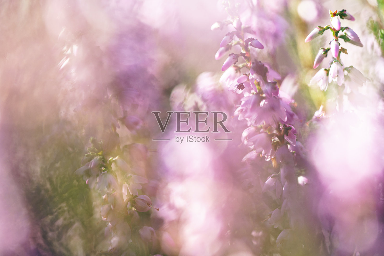 近景开花的Calluna vulgaris(普通石南，凌，或简单的石南)选择焦点紫色的花在田间，自然花的背景。照片摄影图片