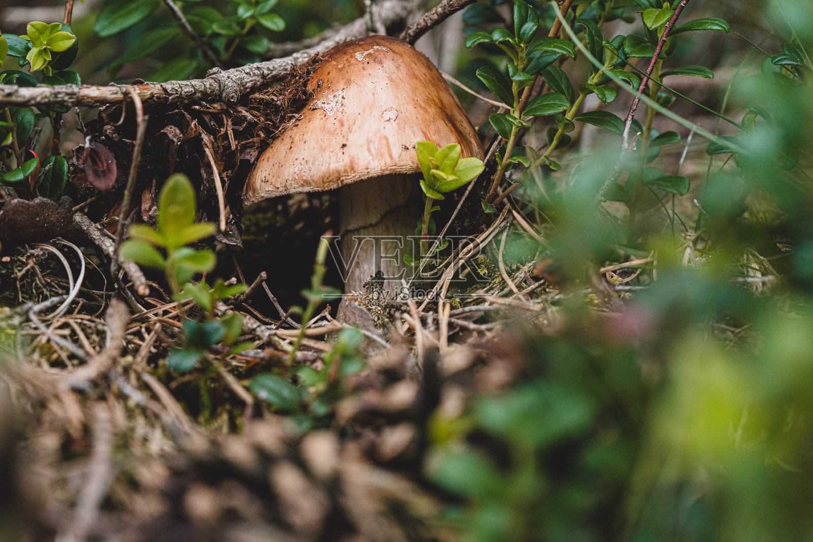 新鲜的蘑菇从一层绿色苔藓中爬出地面照片摄影图片