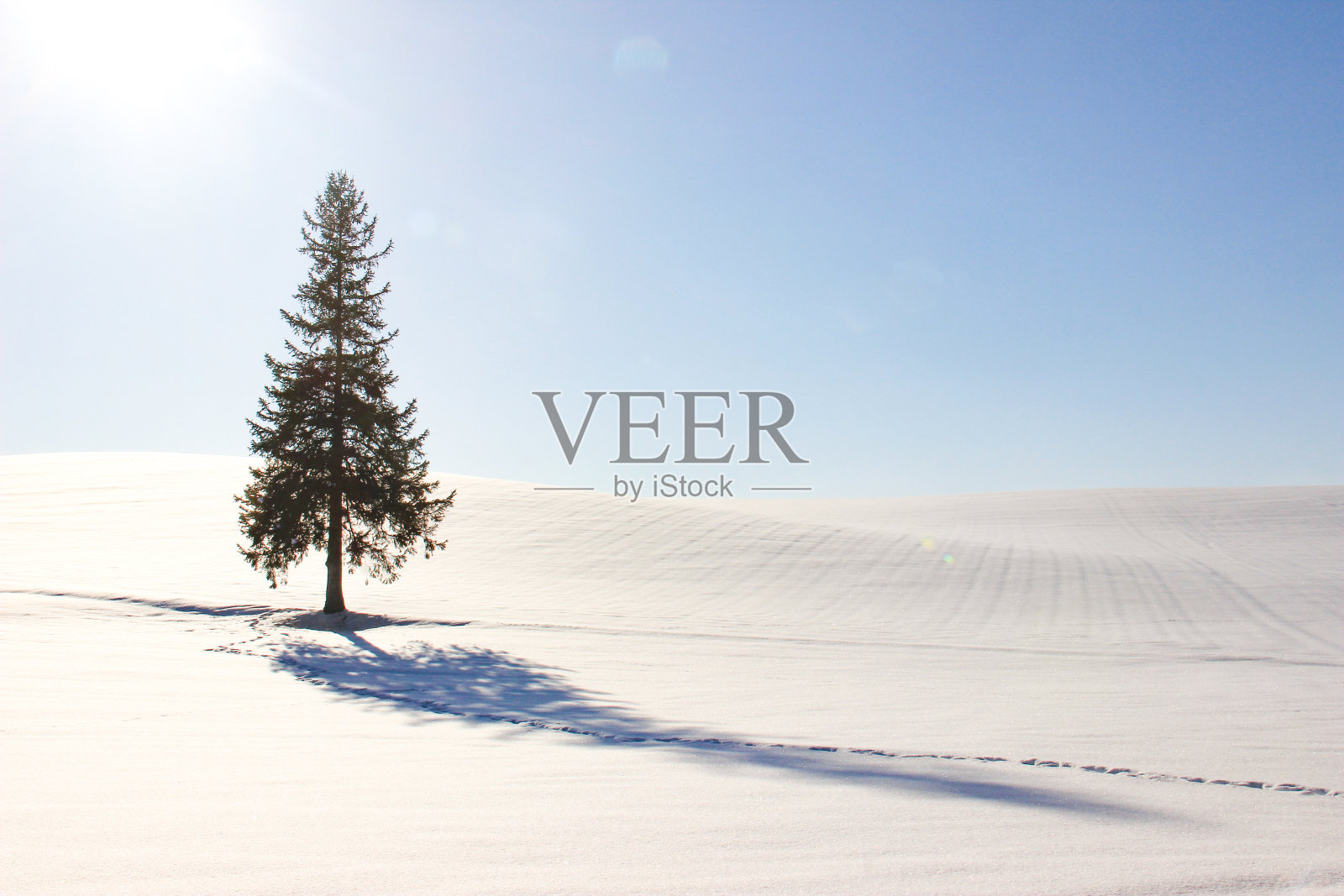 松树矗立在白雪覆盖的原野上照片摄影图片