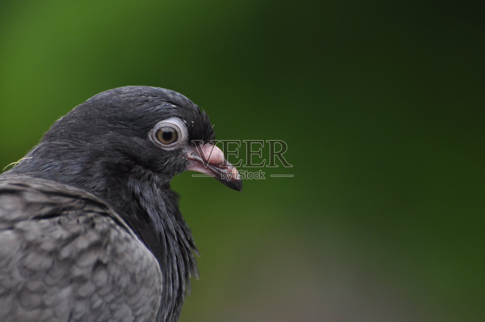 一只眼神惊恐的家岩鸽照片摄影图片