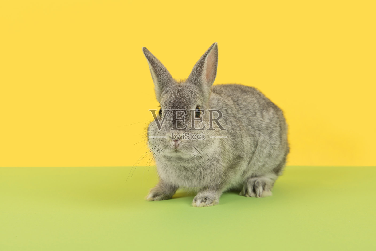 可爱的灰色兔子从前面看到一个绿色和黄色的背景照片摄影图片