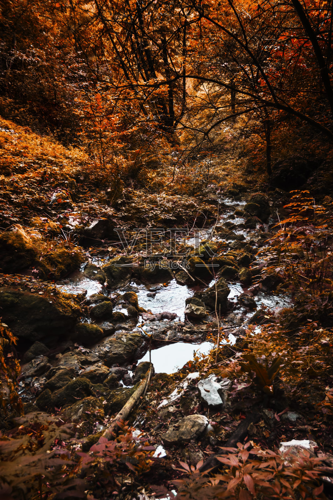 秋天的溪流在森林里，美丽的森林带着秋天的色彩照片摄影图片