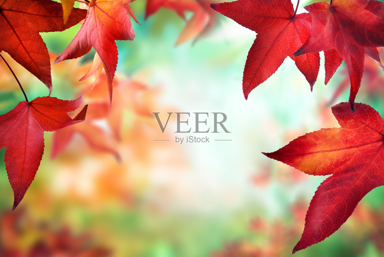 红色的秋叶构成了自然的散景背景照片摄影图片
