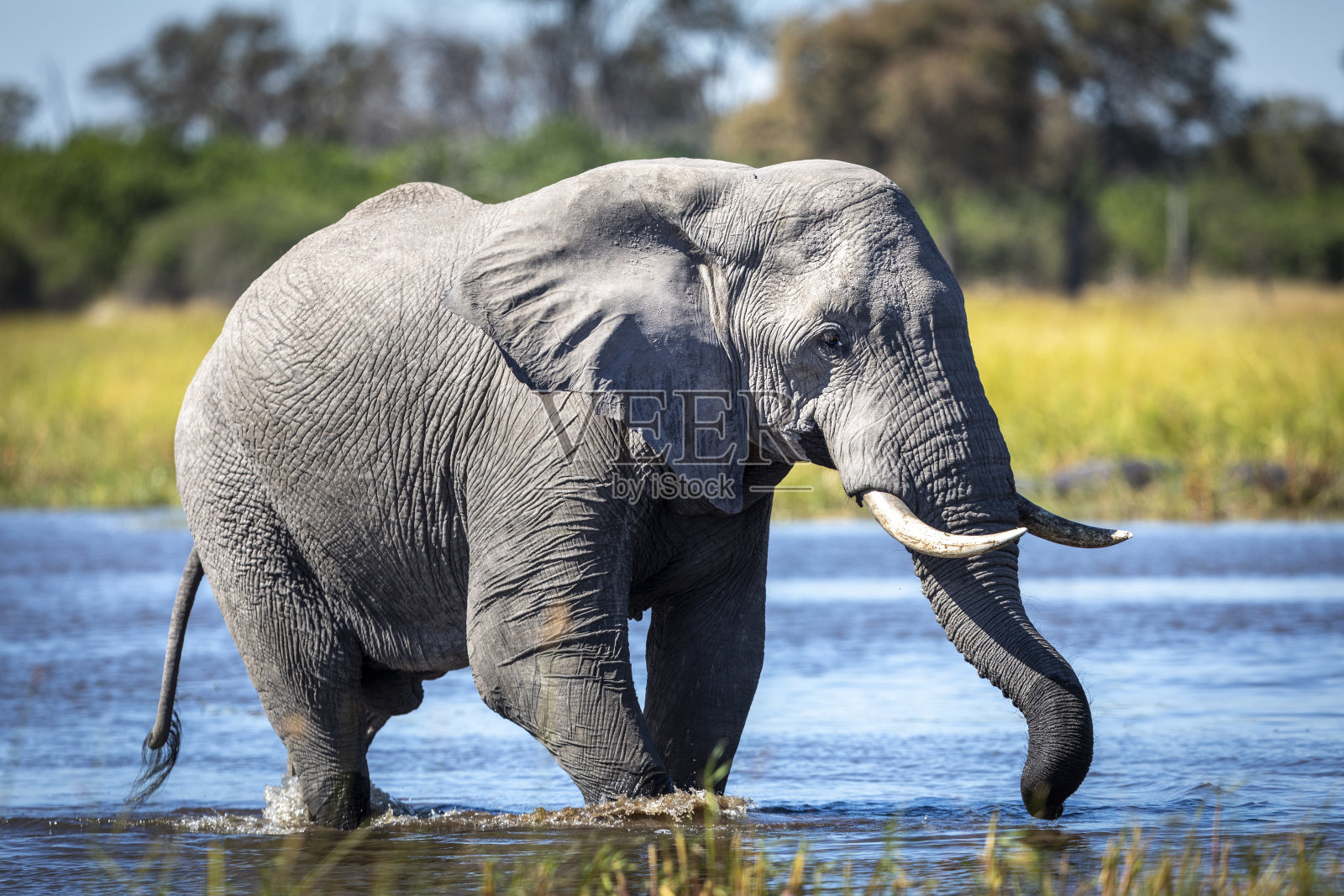 在博茨瓦纳的奥卡万戈三角洲，成年大象在午后的阳光下穿过一条浅河照片摄影图片