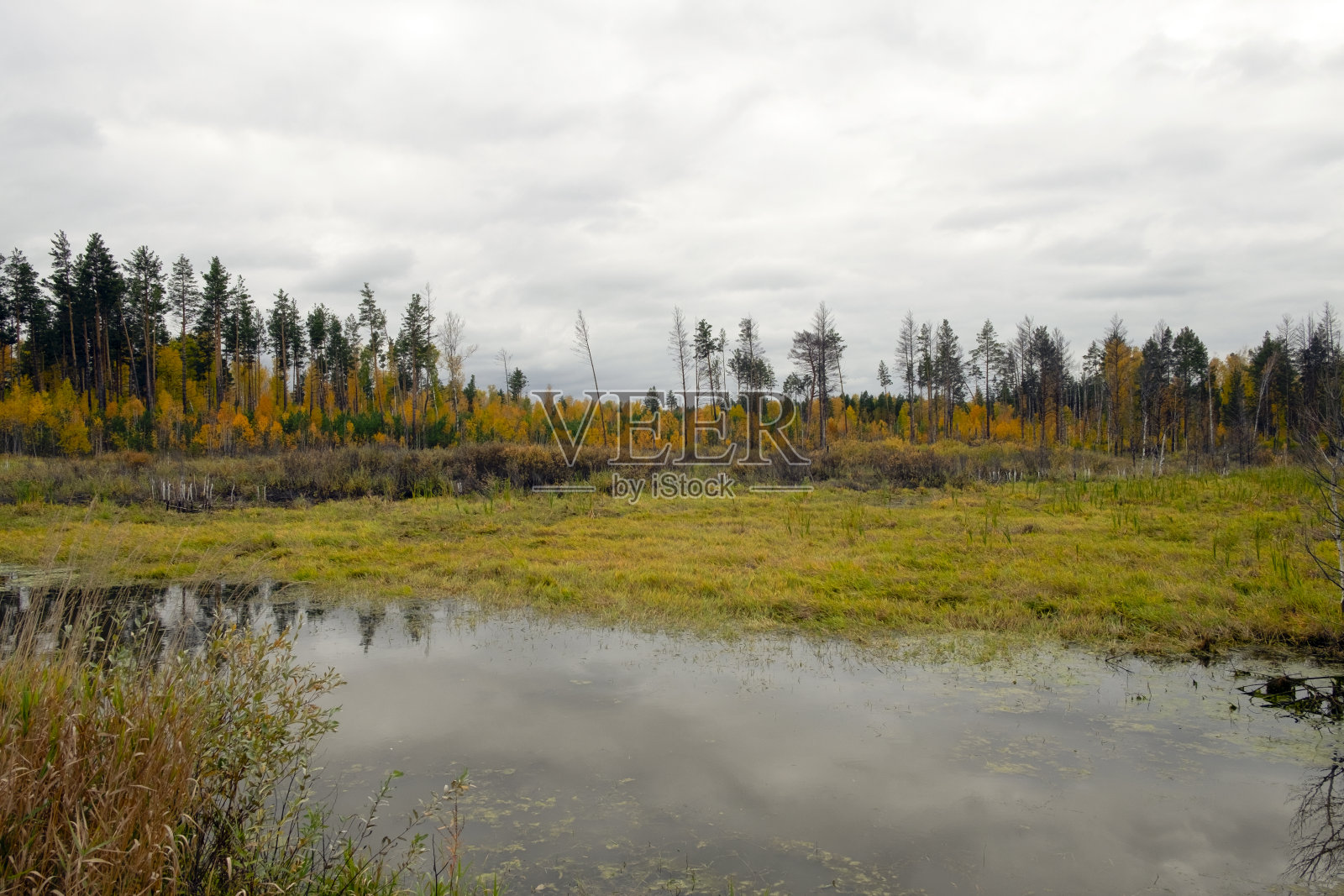 沼泽之间的秋天黄色森林。悲观的多云的天空照片摄影图片