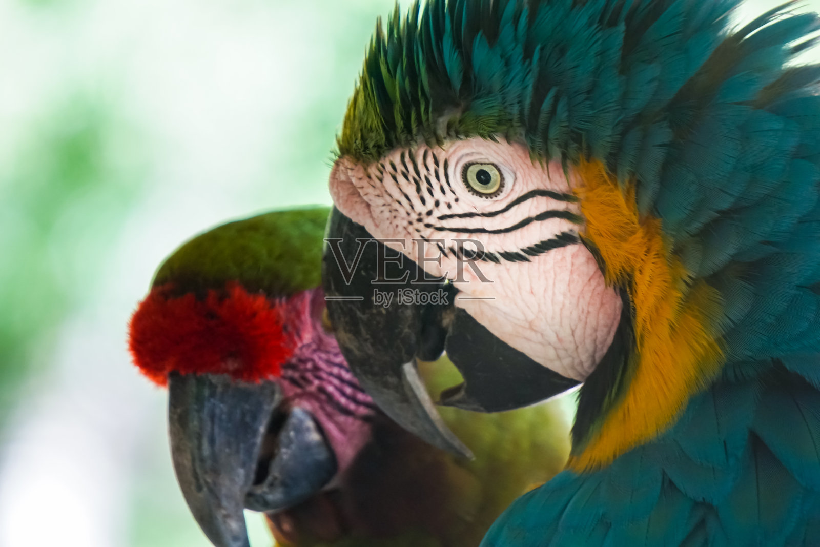 南美洲色彩斑斓的鸟类照片摄影图片