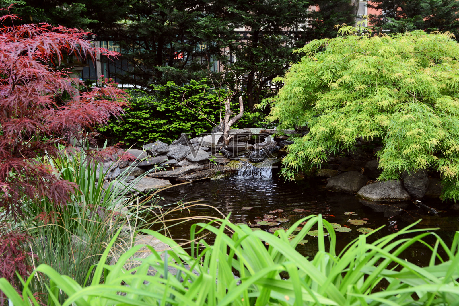 纽约市杰佛逊市场花园的小百合池照片摄影图片