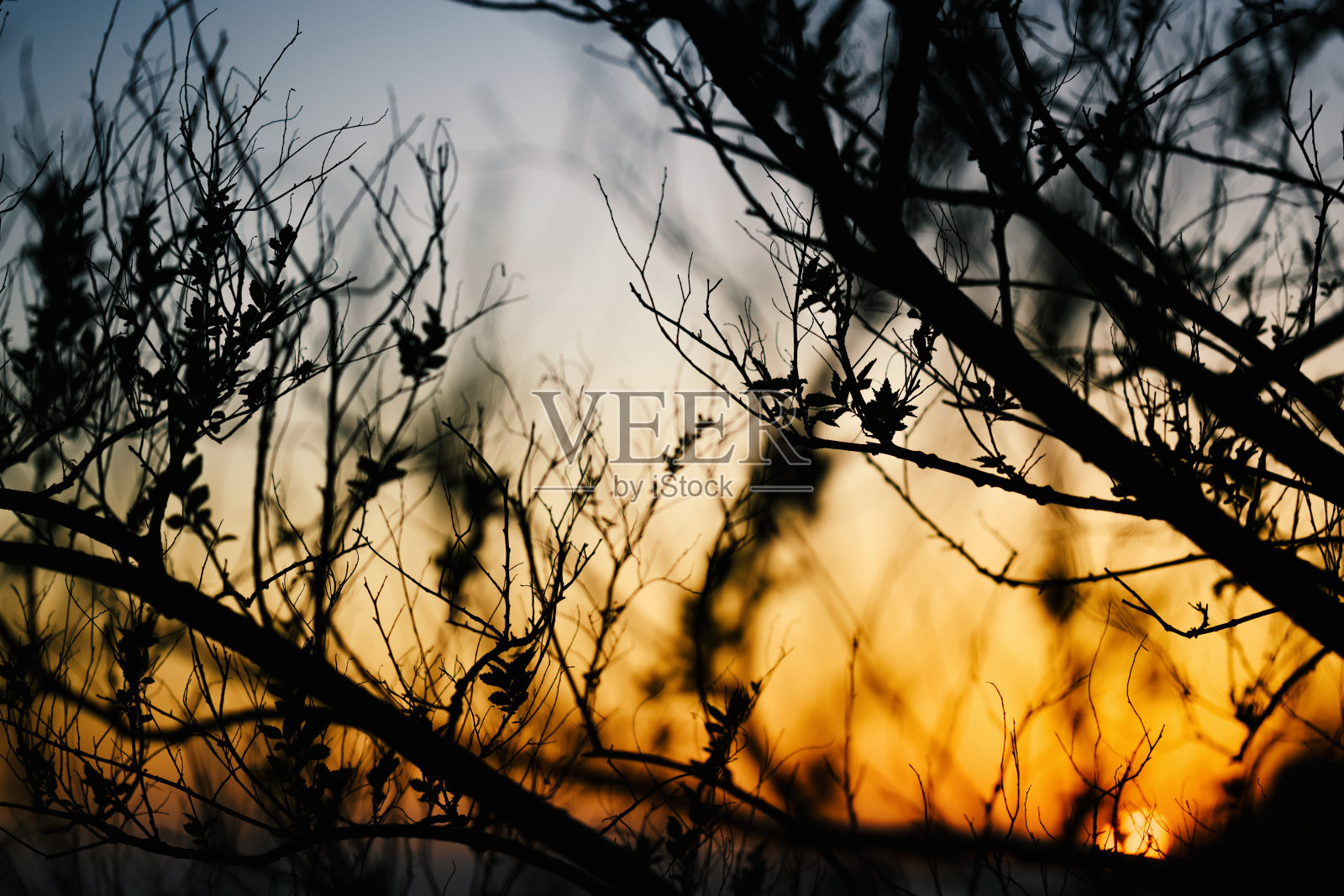 夕阳下的树枝剪影。照片摄影图片