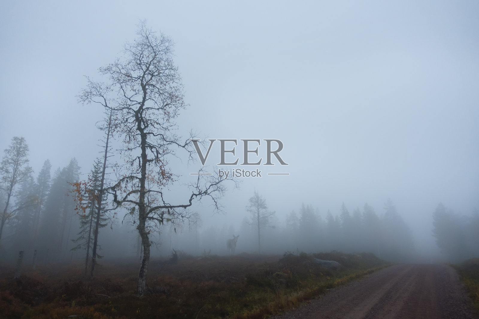 雾蒙蒙的斯堪的那维亚风景在森林与乡村道路和几乎光秃秃的桦树照片摄影图片