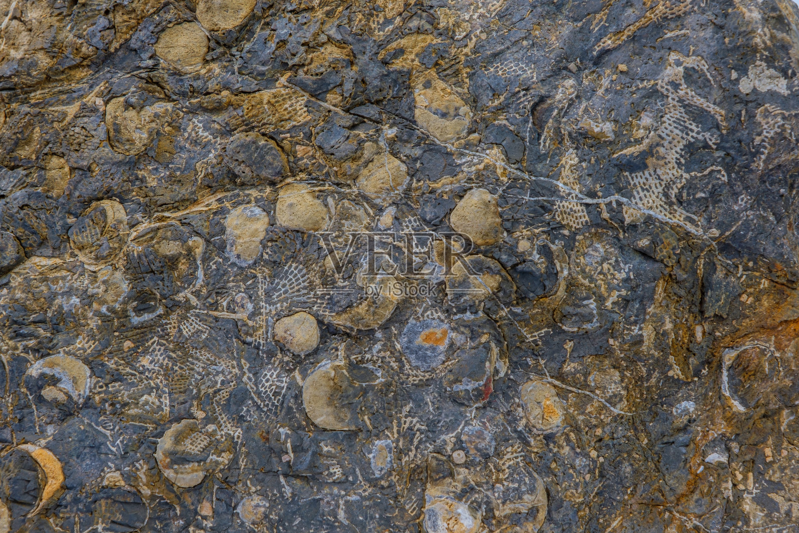 数百万年前的海底化石照片摄影图片