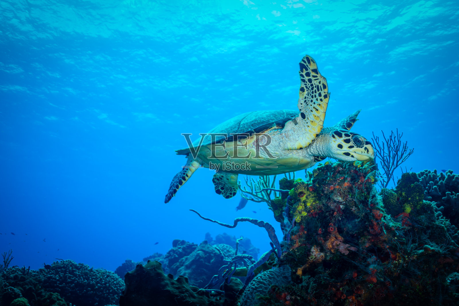 加勒比海的海龟照片摄影图片