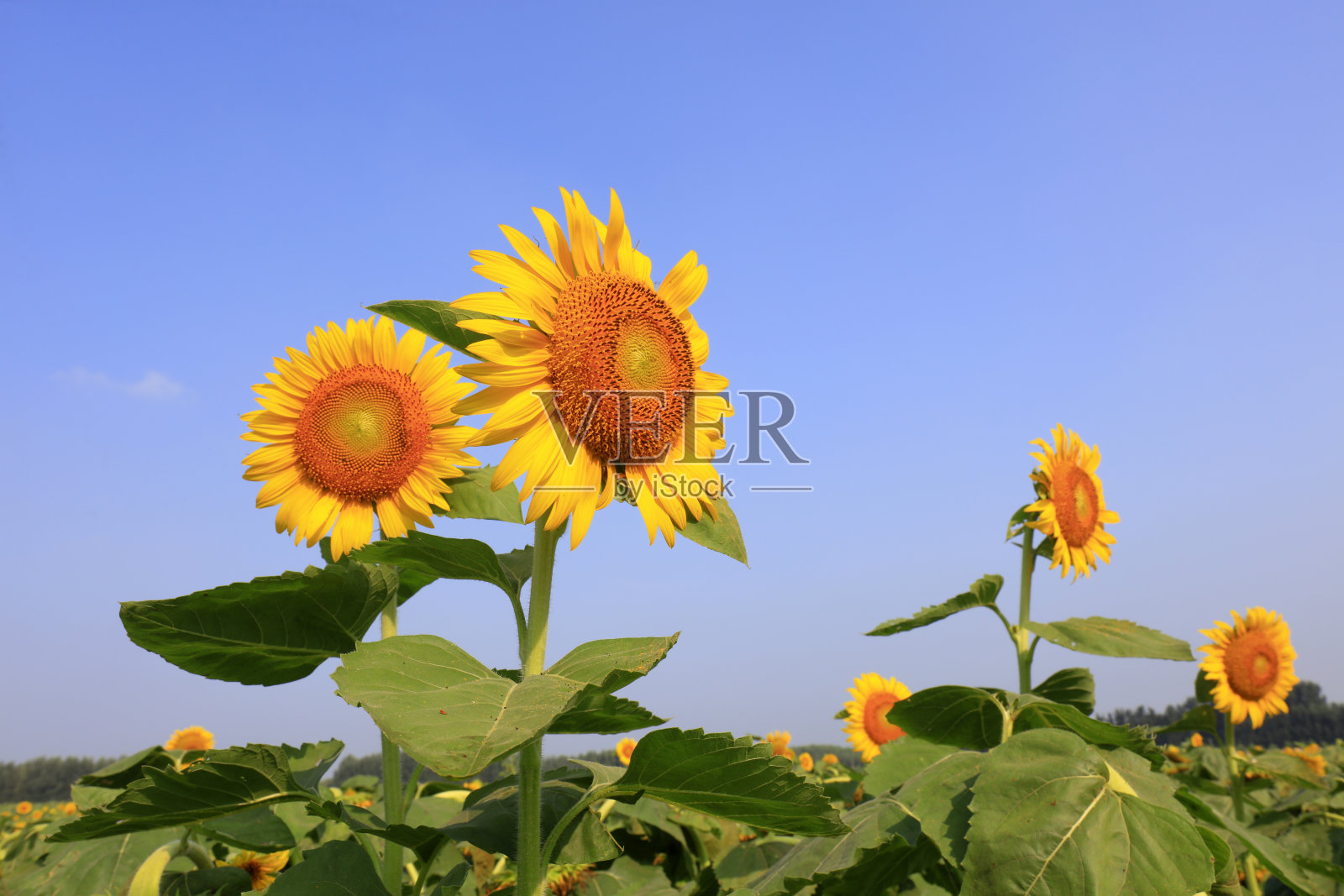 中国农场上的向日葵照片摄影图片