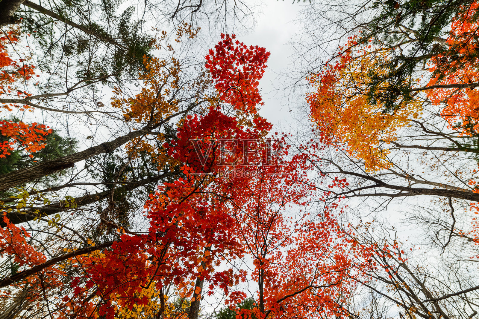 秋天的森林。照片摄影图片