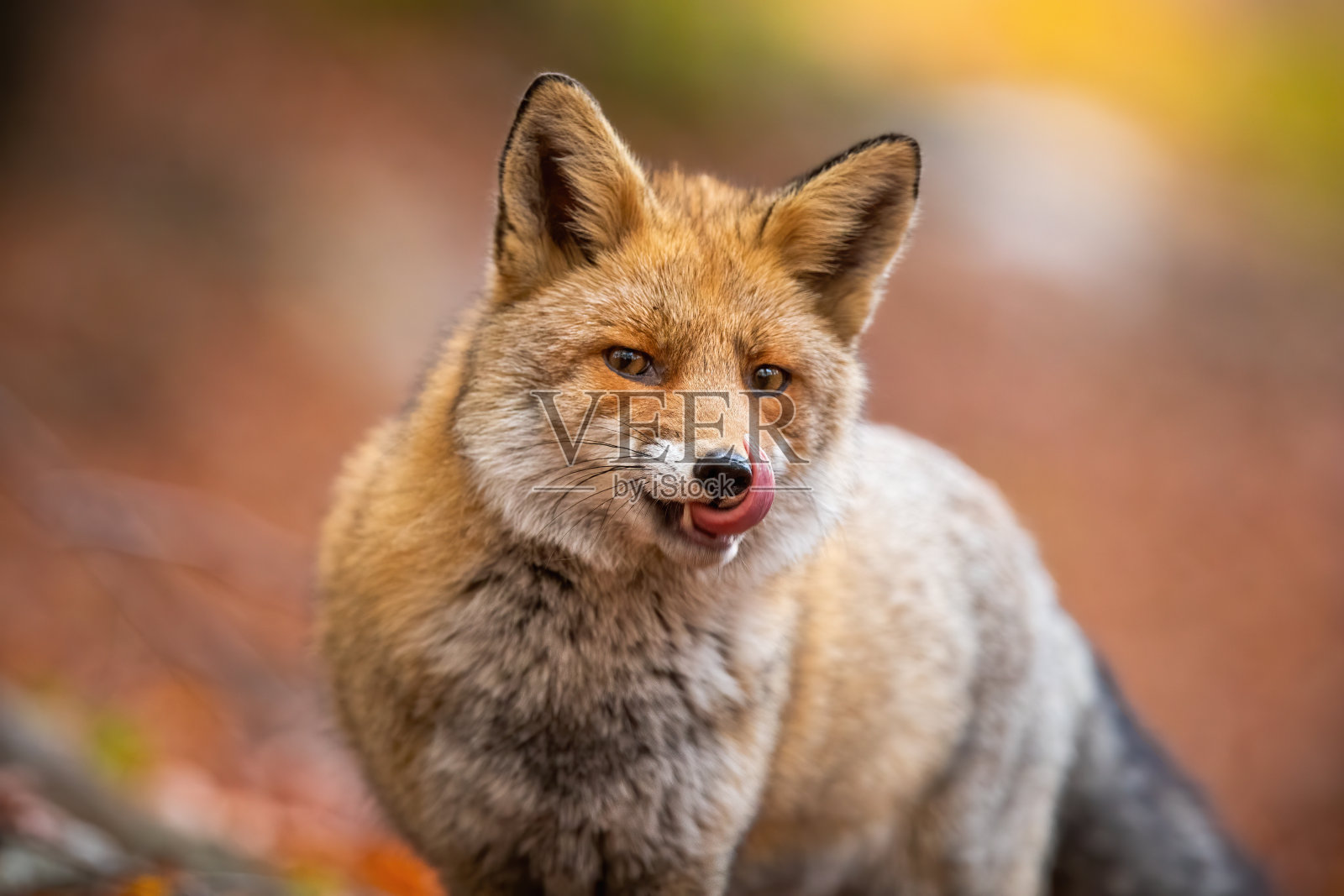 在秋天的自然森林里，红狐舔着它的嘴。照片摄影图片