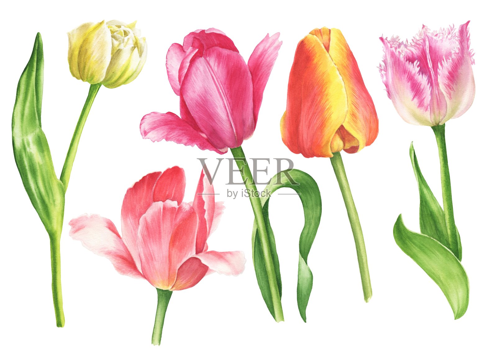 水彩郁金香设置孤立的白色背景。手绘植物插图。设计元素图片