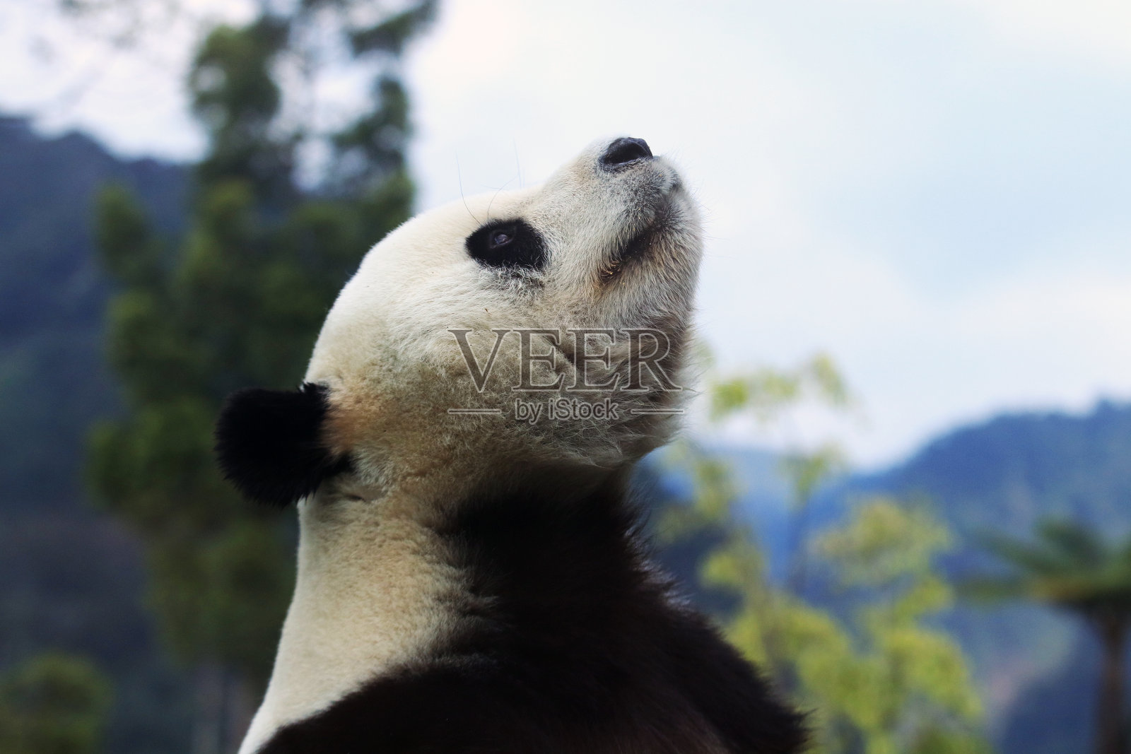 可爱的熊猫照片摄影图片