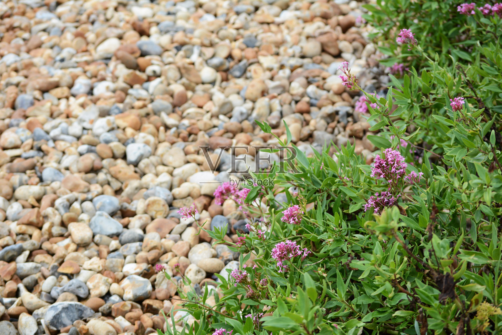伊斯特本卵石滩上野生的红缬草照片摄影图片