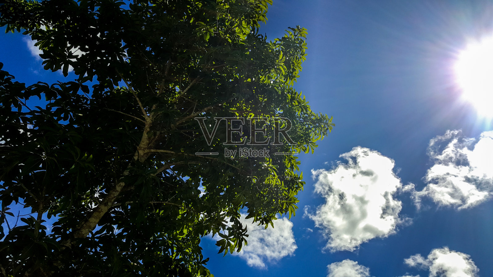 蓝天白云背景下的树影照片摄影图片