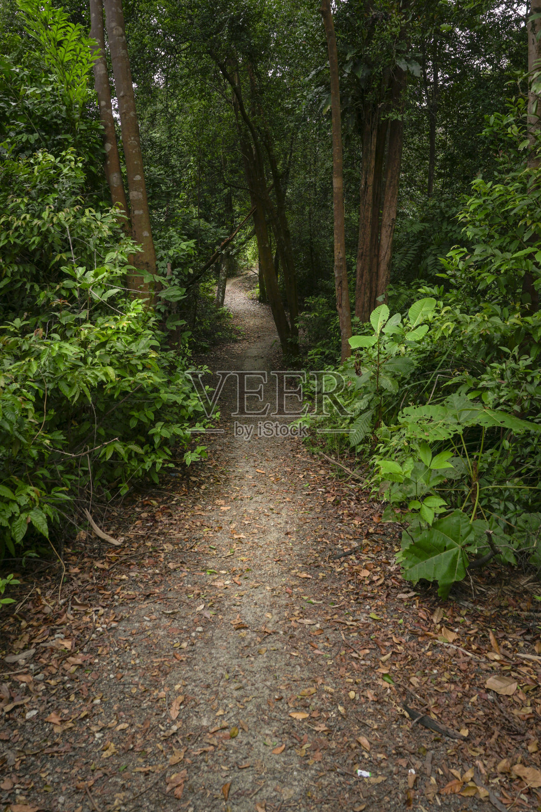在东南亚一片美丽的绿色热带森林里徒步旅行照片摄影图片