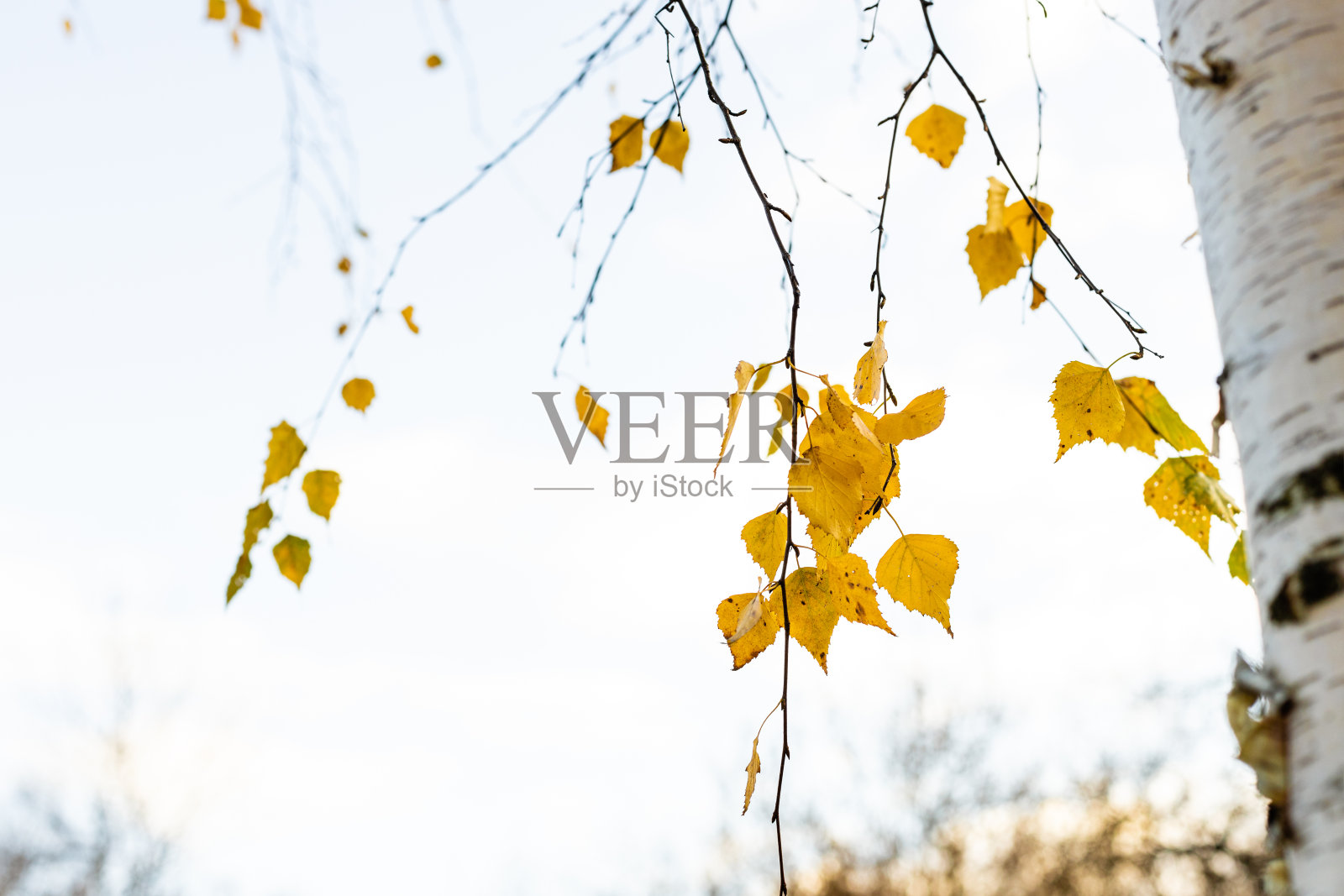 秋天，黄叶白桦树的细枝照片摄影图片