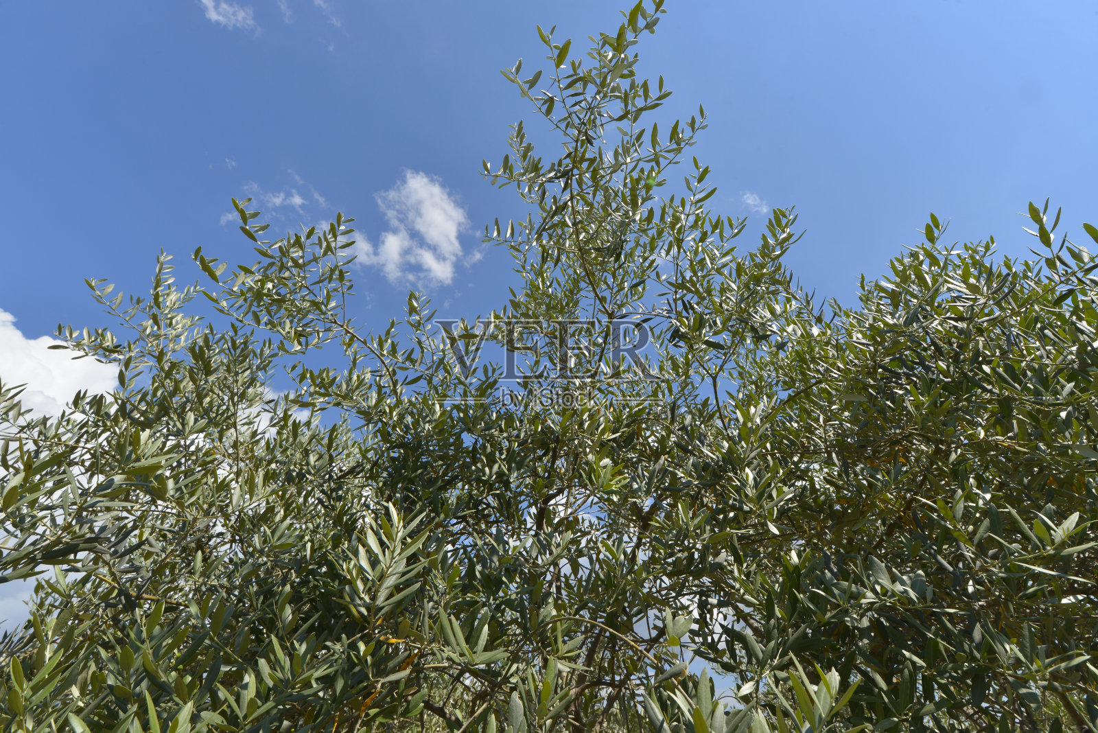 橄榄树叶子照片摄影图片