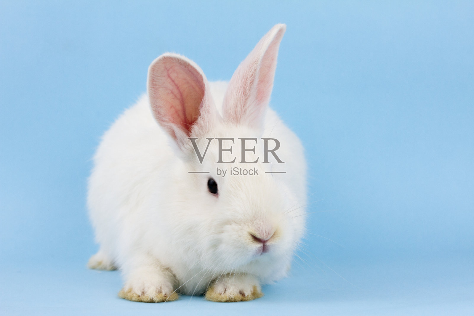 蓝色背景上的一只白色毛茸茸的小兔子。复活节兔子在一个时髦的蓝色背景概念复活节假期，特写照片摄影图片