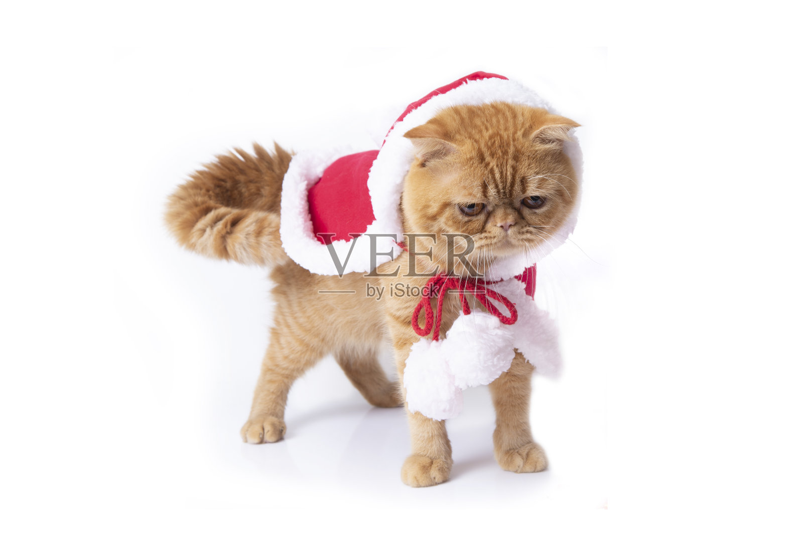 苏格兰折叠猫站在红色的衣服为圣诞节庆祝。照片摄影图片