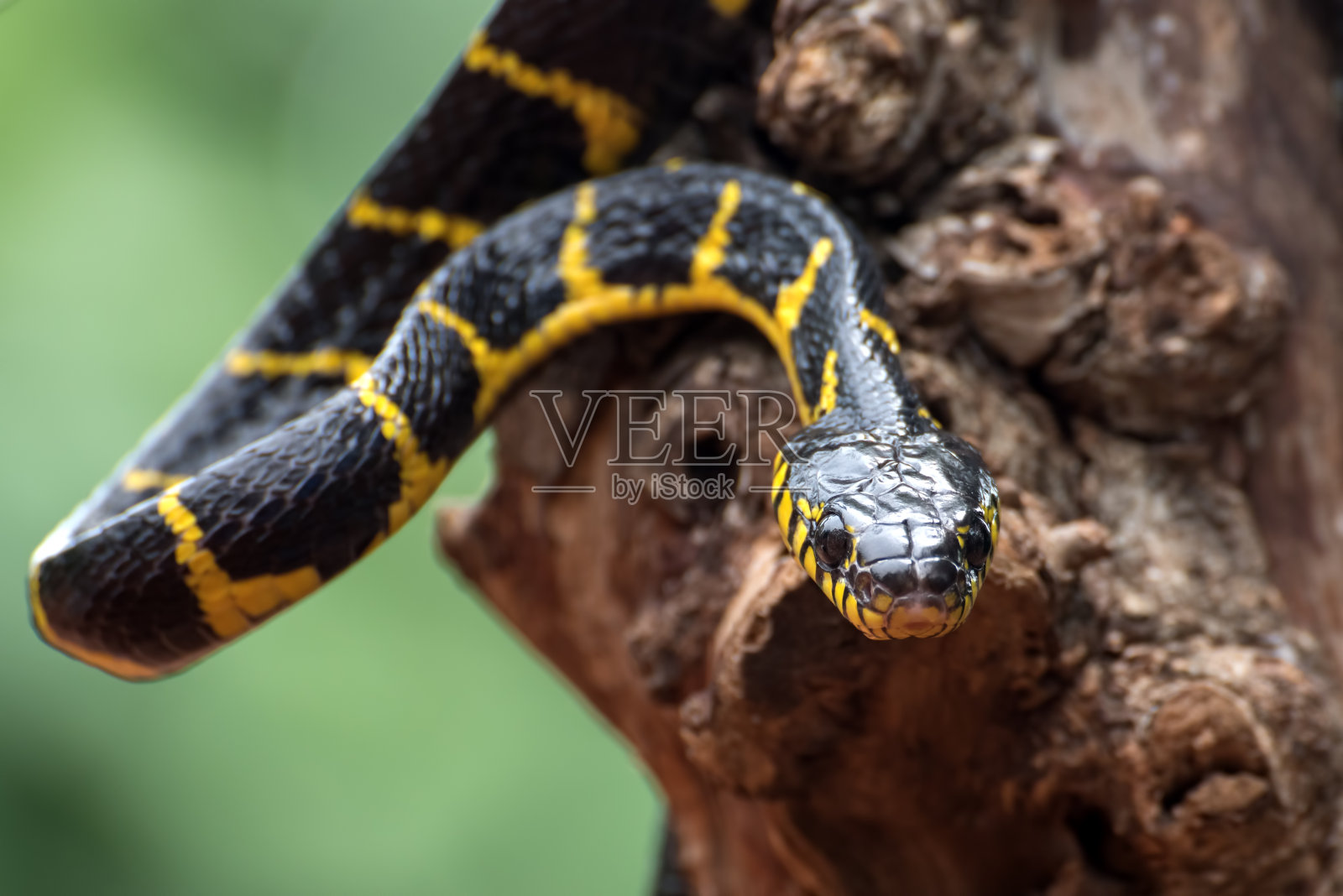 博加蛇在防御模式中有亲石性，金圈猫蛇，毒蛇照片摄影图片