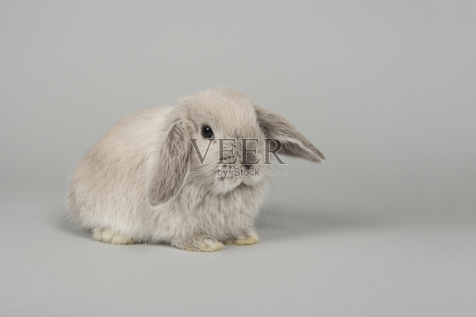 可爱的小灰兔子从侧面看坐在一个灰色的背景照片摄影图片