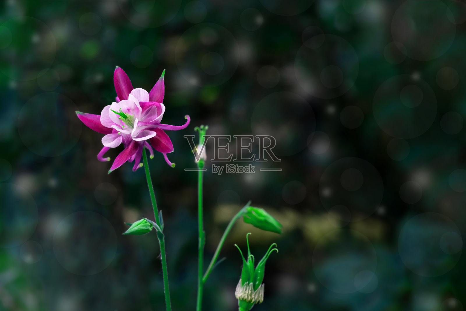 明亮的aquilegia花是照亮在黑暗的背景与闪烁。照片摄影图片