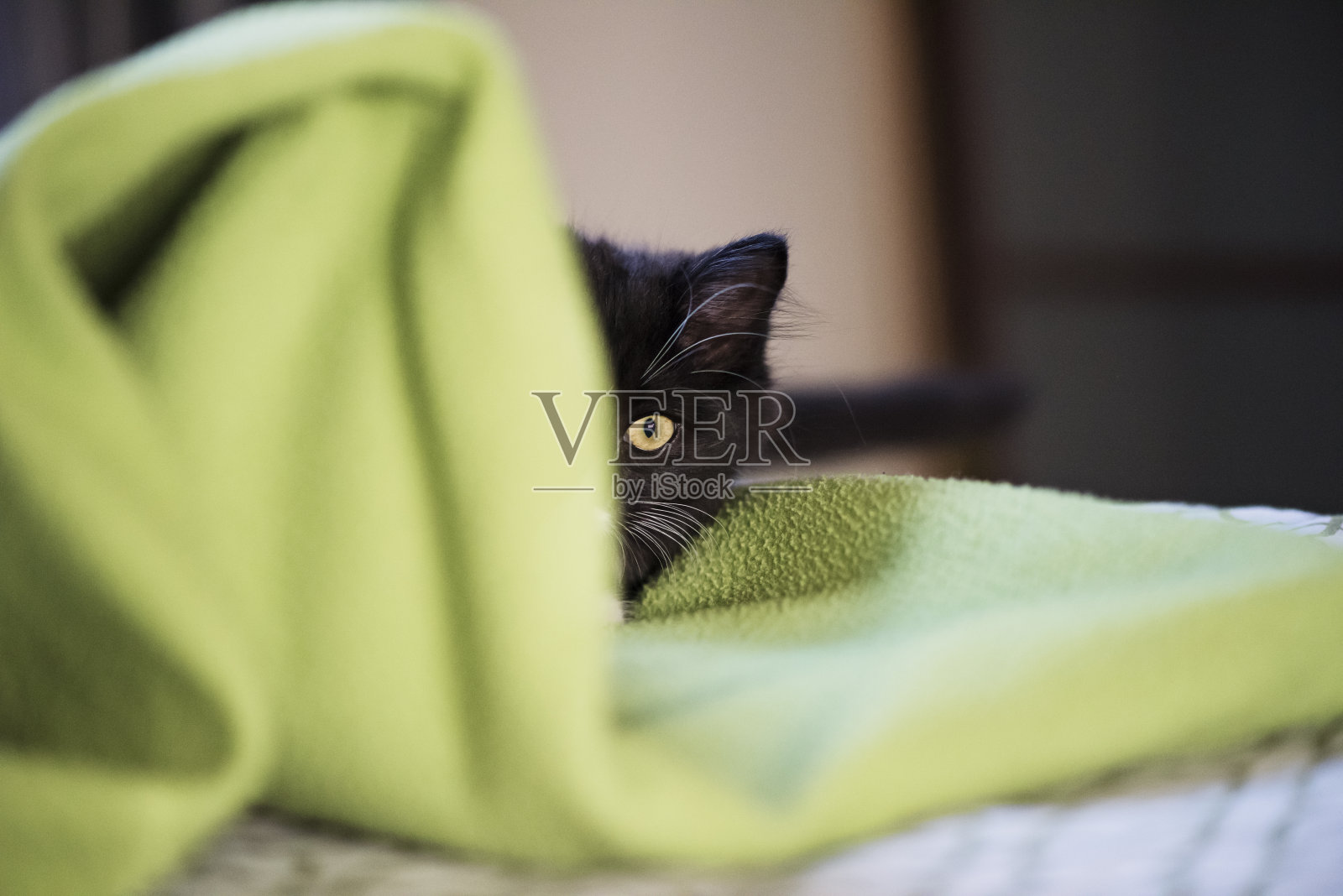 可爱的3个月小猫躲在绿色的毯子后面。照片摄影图片