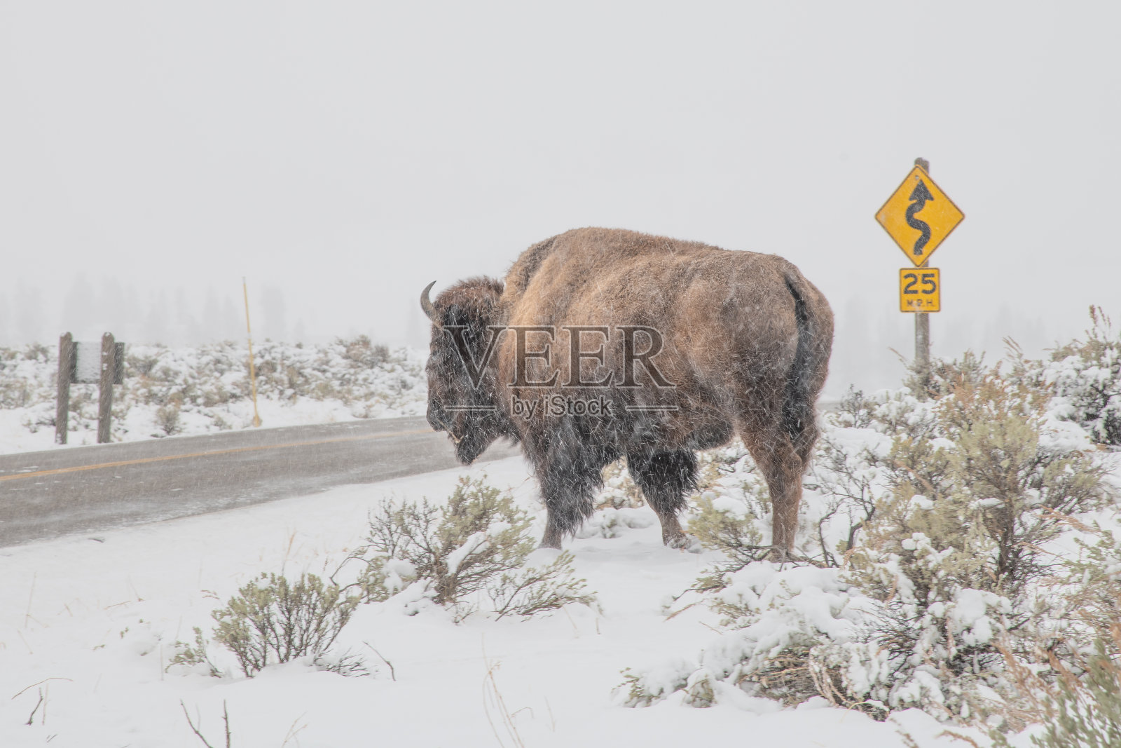 野牛在白雪覆盖的地面上吃草照片摄影图片