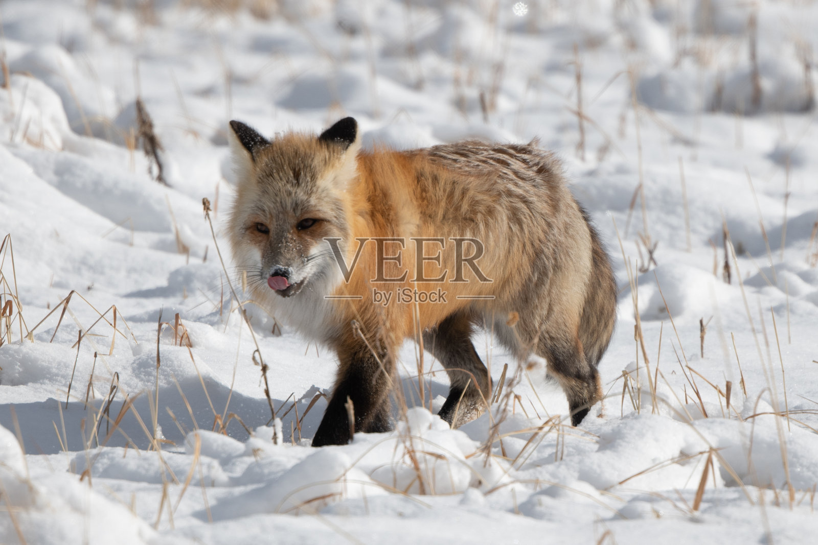 红狐狸靠近了，嘴里叼着被抓住的田鼠照片摄影图片