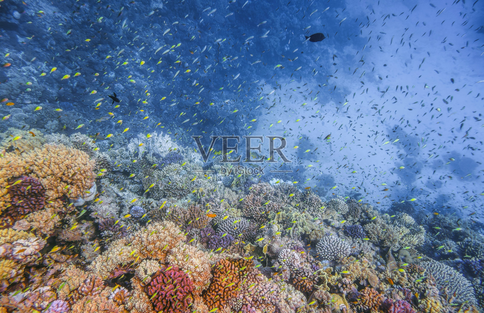 埃及红海拉哈米湾，马萨阿拉姆，美丽的珊瑚礁上生活着许多热带小鱼照片摄影图片
